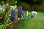 pine cones, fir tree, pine tree, conifer, evergreen, tree, needles, conifer cones, nature, fir tree, pine tree, pine tree, pine tree, pine tree, pine tree, conifer, conifer, tree, tree, tree, tree, nature